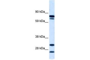 Western Blotting (WB) image for anti-Zinc Finger Protein 606 (ZNF606) antibody (ABIN2460763) (ZNF606 anticorps)