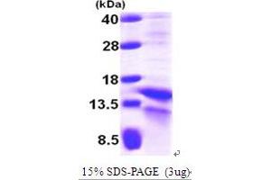 SDS-PAGE (SDS) image for Hypoxia Inducible Factor 1, alpha Subunit (Basic Helix-Loop-Helix Transcription Factor) (HIF1A) (AA 1-85) protein (His tag) (ABIN7279176)