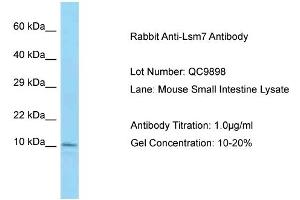 Host: Rabbit Target Name: Lsm7 Sample Type: Mouse Small Intestine Lysate Antibody Dilution: 1. (LSM7 anticorps  (N-Term))