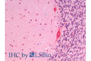 ABIN6391390 (5µg/ml) staining of paraffin embedded Human Cerebellum.