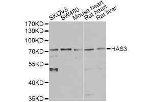 Western blot analysis of extracts of various cell lines, using HAS3 antibody. (HAS3 anticorps  (AA 67-281))