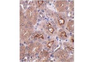Immunohistochemistry of OTUD5 in mouse kidney tissue with OTUD5 antibody at 2.