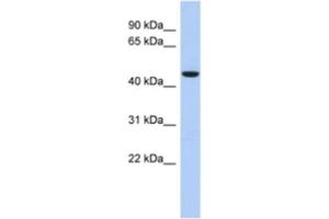 Western Blotting (WB) image for anti-Zinc Finger Protein 566 (ZNF566) antibody (ABIN2463904) (ZNF566 anticorps)