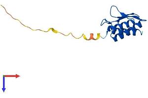 AlphaFold protein structure predicition of Human Recombinant PCBD2 Protein, UniprotID Q9H0N5