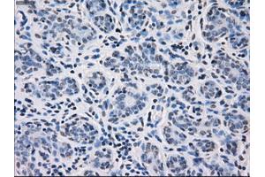 Immunohistochemistry (IHC) image for anti-Fc Fragment of IgG, Low Affinity IIa, Receptor (CD32) (FCGR2A) antibody (ABIN1497262) (FCGR2A anticorps)