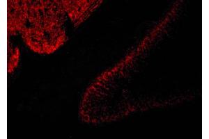 Image no. 3 for anti-Solute Carrier Family 17 (Vesicular Glutamate Transporter), Member 6 (SLC17A6) (C-Term) antibody (ABIN346995)