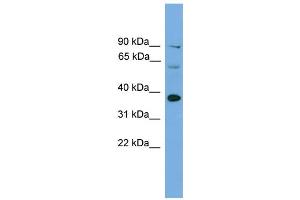 WB Suggested Anti-Irf1 Antibody Titration:  0. (IRF1 anticorps  (Middle Region))