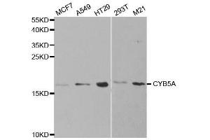Western blot analysis of extracts of various cell lines, using CYB5A antibody. (CYB5A anticorps  (AA 1-100))