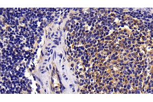 Detection of CASP8 in Porcine Spleen Tissue using Polyclonal Antibody to Caspase 8 (CASP8)