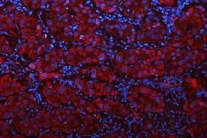 IF analysis of GLS using anti-GLS antibody (ABIN7601603). (Glutaminase anticorps  (AA 396-654))