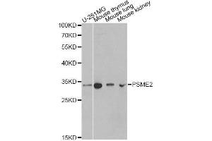 Western blot analysis of extracts of various cell lines, using PSME2 antibody. (PSME2 anticorps  (AA 1-239))