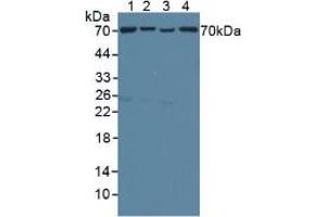 Figure. (TOM70 anticorps  (AA 333-608))