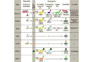 Conjugation pathways for ubiquitin and ubiquitin-like modifiers (UBLs). (ANAPC2 anticorps  (C-Term))