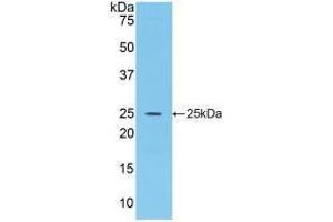 Western blot analysis of recombinant Rat FGF15. (FGF15 anticorps  (AA 25-218))