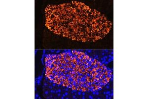 Immunofluorescence analysis of Rat pancreas using Insulin Rabbit pAb (ABIN3022884, ABIN3022885, ABIN3022886 and ABIN6219279) at dilution of 1:100.