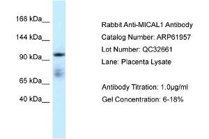 Western Blotting (WB) image for anti-Microtubule Associated Monoxygenase, Calponin and LIM Domain Containing 1 (MICAL1) (C-Term) antibody (ABIN2788961)