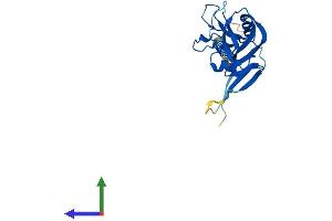 AlphaFold protein structure predicition of Mouse Recombinant Clec4d Protein, UniprotID Q9Z2H6