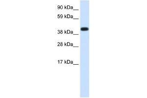 HSPA1A antibody used at 1. (HSP70 1A anticorps  (Middle Region))