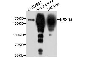 Western blot analysis of extract of various cells, using NRXN3 antibody. (Neurexin 3 anticorps)