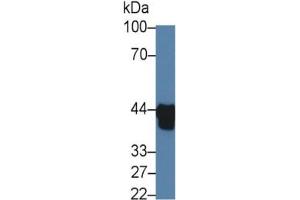 Mouse Detection antibody from the kit in WB with Positive Control:  Sample Human serum.