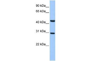WB Suggested Anti-TULP3 Antibody Titration:  0. (TULP3 anticorps  (Middle Region))