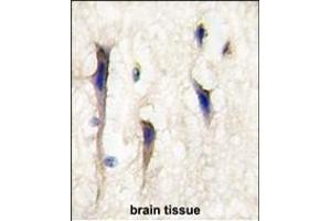 anti-Cdc42 Guanine Nucleotide Exchange Factor (GEF) 9 (Arhgef9) (AA 274-303) antibody