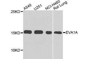 Western blot analysis of extracts of various cell lines, using EVA1A antibody (ABIN5975697) at 1/1000 dilution. (TMEM166 anticorps)