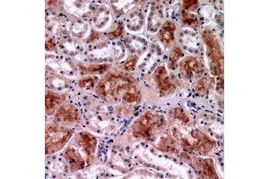 Immunohistochemical analysis of c-Rel staining in human kidney formalin fixed paraffin embedded tissue section. (c-Rel anticorps  (C-Term))