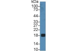 Western Blot; Sample: Human Liver lysate; Primary Ab: 2µg/ml Rabbit Anti-Human PPIF Antibody Second Ab: 0.