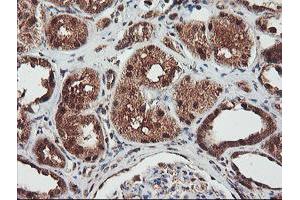 Immunohistochemical staining of paraffin-embedded Human Kidney tissue using anti-NLN mouse monoclonal antibody. (NLN anticorps)