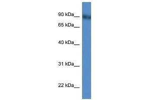 Western Blot showing Pde4d antibody used at a concentration of 1-2 ug/ml to detect its target protein. (PDE4D anticorps  (N-Term))