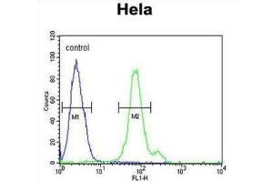 anti-CTP Synthase II (CTPS2) antibody