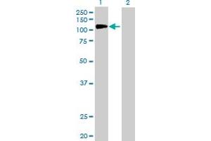 Western Blot analysis of NFKB1 expression in transfected 293T cell line by NFKB1 MaxPab polyclonal antibody.
