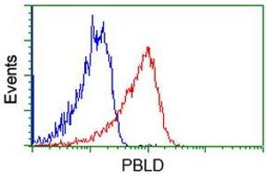 Image no. 1 for anti-Phenazine Biosynthesis-Like Protein Domain Containing 1 (PBLD1) antibody (ABIN1499327) (PBLD1 anticorps)