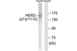 Western blot analysis of extracts from HepG2 cells treated with PMA 125ng/ml 20', using HER2 (Phospho-Tyr1112) Antibody. (ErbB2/Her2 anticorps  (pTyr1112))