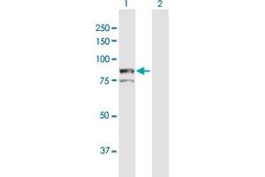 Western Blot analysis of AOC2 expression in transfected 293T cell line by AOC2 MaxPab polyclonal antibody. (AOC2 anticorps  (AA 1-756))