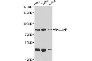 Western blot analysis of extracts of various cell lines, using RACGAP1 antibody (ABIN5973044) at 1/1000 dilution. (RACGAP1 anticorps)