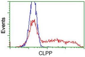HEK293T cells transfected with either RC200301 overexpress plasmid (Red) or empty vector control plasmid (Blue) were immunostained by anti-CLPP antibody (ABIN2453956), and then analyzed by flow cytometry. (CLPP anticorps)