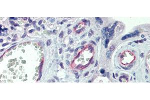 Immunohistochemistry with Human Placenta lysate tissue at an antibody concentration of 5. (Claudin 23 anticorps  (C-Term))