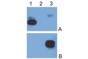 Western Blotting (WB) image for Mouse anti-Human IgG (Fc Region) antibody (FITC) (ABIN614784)