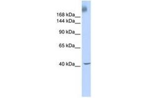 Image no. 1 for anti-TAF1 RNA Polymerase II, TATA Box Binding Protein (TBP)-Associated Factor, 250kDa (TAF1) (AA 1800-1849) antibody (ABIN6740301) (TAF1 anticorps  (AA 1800-1849))