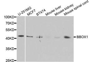 Western blot analysis of extracts of various cell lines, using BBOX1 antibody. (BBOX1 anticorps)