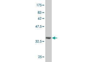 Western Blot detection against Immunogen (36. (CAND1 anticorps  (AA 1-100))