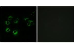 Immunofluorescence analysis of MCF-7 cells, using GPR42 Antibody. (GPR42 anticorps  (AA 12-61))