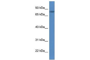 WB Suggested Anti-FLYWCH1 Antibody Titration: 1. (FLYWCH1 anticorps  (C-Term))