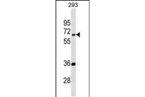 Western blot analysis in 293 cell line lysates (35ug/lane). (EDC3 anticorps  (AA 219-247))