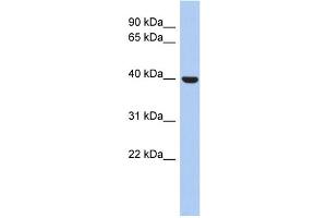 WB Suggested Anti-STOML3 Antibody Titration: 0. (STOML3 anticorps  (N-Term))