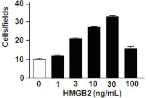 Migration assay with 3T3 mouse cells (HMGB2 Protéine)