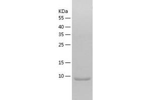 Western Blotting (WB) image for Small Ubiquitin Related Modifier 4 (SUMO4) (AA 1-93) protein (His-IF2DI Tag) (ABIN7125145)