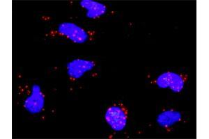 Proximity Ligation Analysis of protein-protein interactions between RPS6KA5 and ATF2.